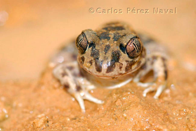 Here's a frog, relaxing in some cool sediment.