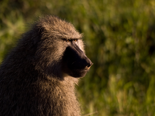 1.) In the 1940's a baboon named 'Jack' worked for a disabled railroad signalman, pushing his wheelchair around to help him perform his duties.