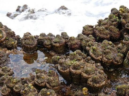 Yes, this a group of Pyura chilensis. The creatures, who are part of the Pyuridae family, are born male, becoming hermaphroditic at puberty.