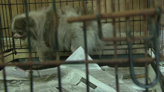 Making matters worse, it appeared that Billy had never been allowed outside of his crate. This means for his entire life Billy was only given "water" and food through the bars.