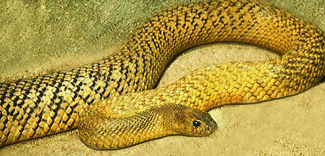 The inland taipan is the most venomous snake on the planet. It's venom is so potent it could kill up to 100 men.