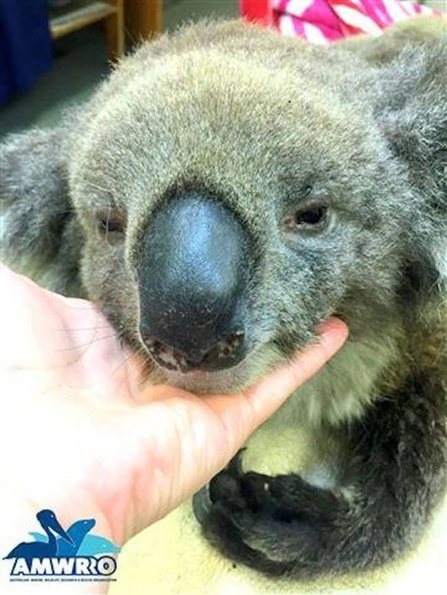 They need help creating enough koala-sized mittens to help what they unfortunately predict will be many more victims of the fire.