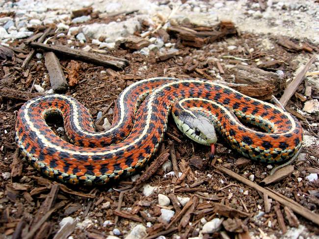 One theory that follows the path of the Ebola outbreak is that an evil snake cursed someone in Guinea, who then infected people in Sierra Leone, who then...you get the picture.