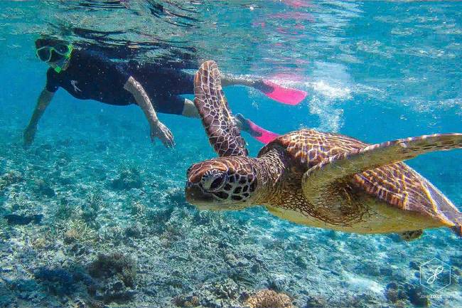 Lady Elliot Island