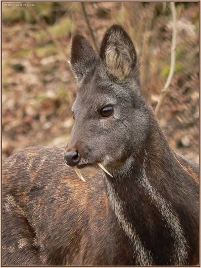 Sadly, decades of warfare, poaching, and habitat destruction in Afghanistan have drastically reduced the number of musk deer in the wild. This means their future in the region is far from certain.