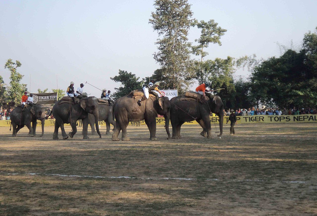 4.) Elephant polo: Pretty self explanatory. It's polo on Dumbos.