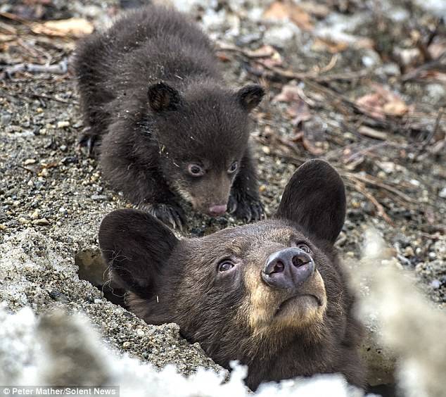 Mom slipped past her into the den and then proceeded to block the entrance for her cub. Try as she might, she couldn't get past her mother. It would seem that the tired mom was adamant about her baby getting some fresh air while she got some "me time."