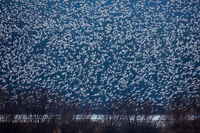 Flock of snow geese.