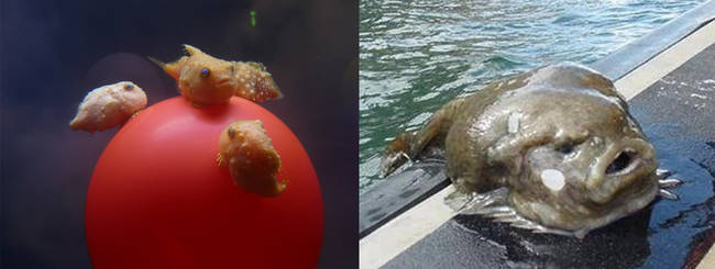 Lumpfish look so friendly as babies and soul-sucking as adults.