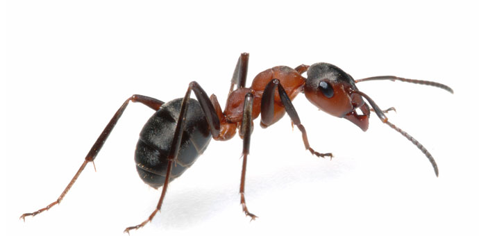 Ant - Ants can be found in numerous dishes, the French put them in chocolate bars, while in Copenhagen they are prepared as part of a salad.