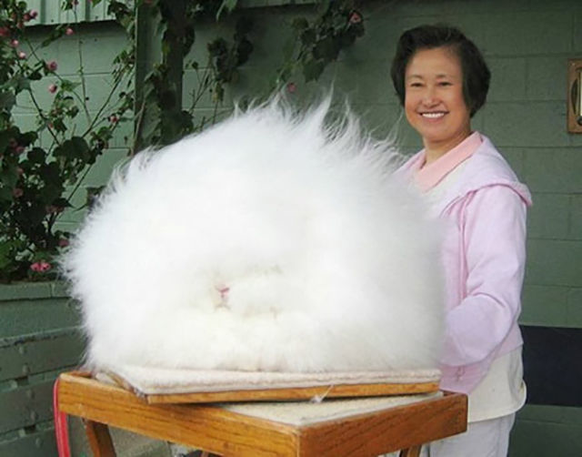 The world's fluffiest bunny