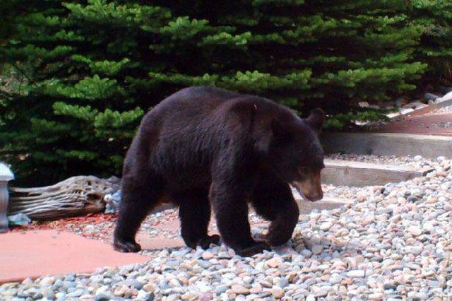 Oh, here comes a bear to check things out. It must be curious about where all of the water has been going too.