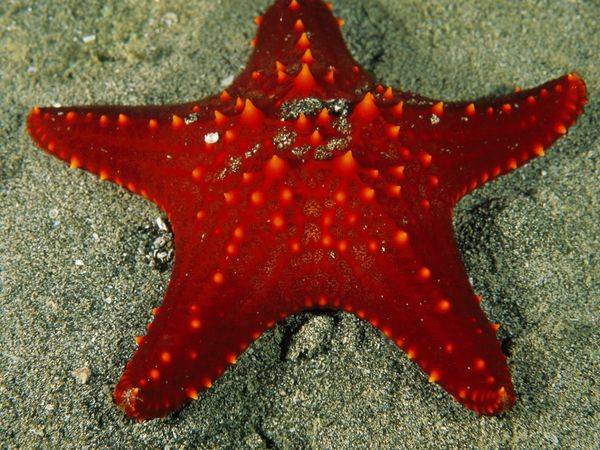 Sea Stars