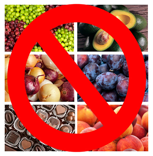 Keep your pooch away from chocolate, onions, avocado, grapes, peaches, and plums, all of which will make them sick.