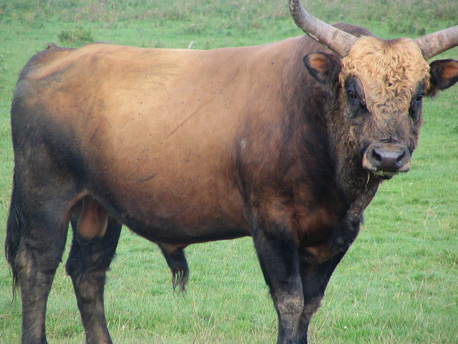 The descendants of the cows used in a kooky program commissioned by the Nazis were large, but also extremely aggressive. In the 1930s, zoologist brothers Heinz and Lutz Heck bred Spanish fighting bulls with cattle from Scotland in an attempt to bring back the ancient aurochs.