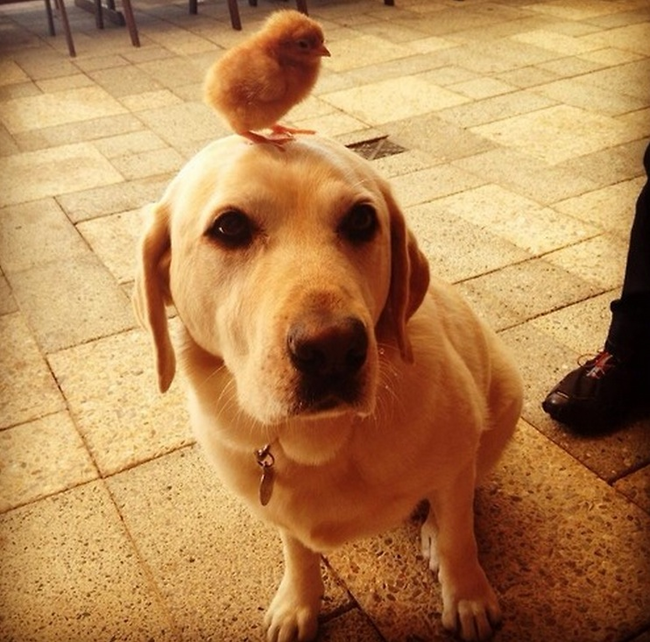 12.) Dogs are good at balancing chickens on their head.