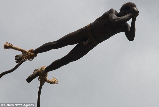 Each man builds their own platform and selects their own vine. This is so no one can be blamed if they are injured during the jump.