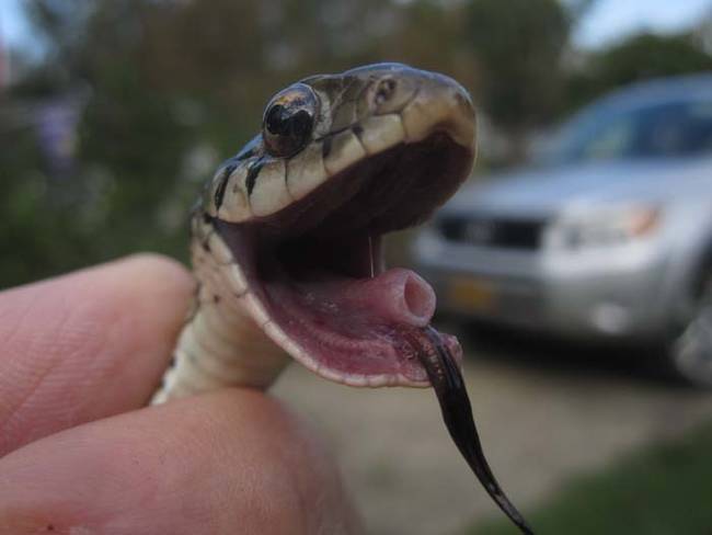 The family called up the local wildlife center. They sent a couple of people to investigate and round up the snakes.