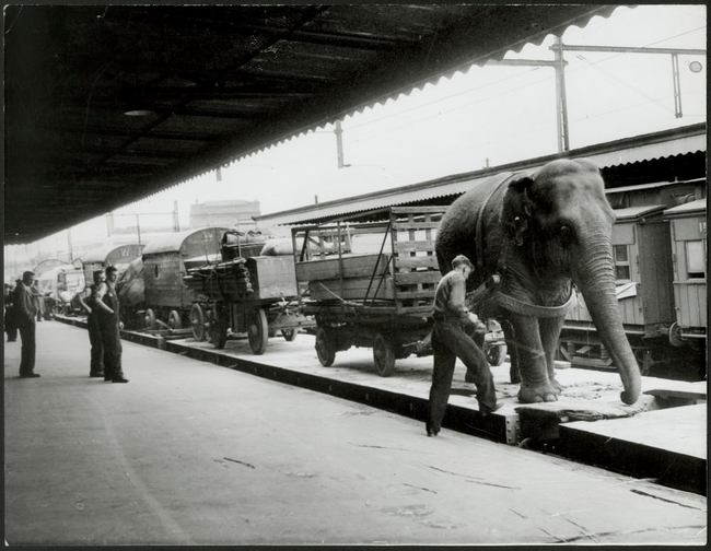 10.) Circus elephant helps unload train in 1948.