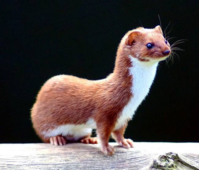 1.) Weasels