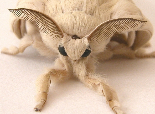 1.) China Silkworm Moth