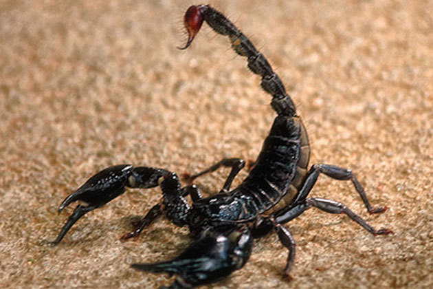 Scorpion - Fried Scorpion is served up as a snack and apparently have a taste akin to popcorn.