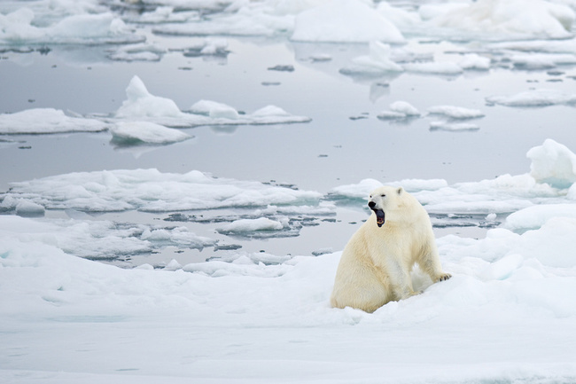 21.) Polar bears give off no detectable heat.