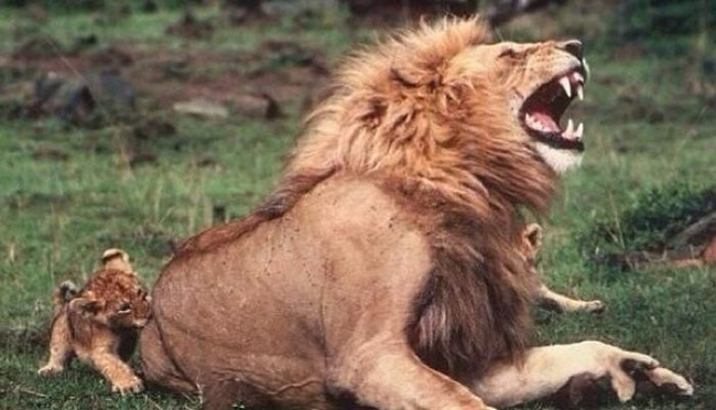 9.) An adult lion pretending to be hurt by their cub's bite to try and encourage them.