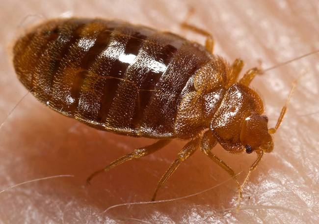 Bed bugs can be as small as one stitch in a mattress.