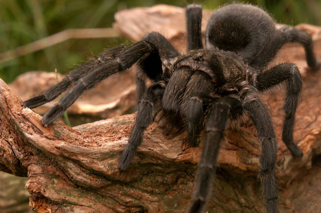 Tarantulas consume their prey by injecting them with a poison that liquifies their insides which <a href="https://animals.nationalgeographic.com/animals/bugs/tarantula/" target="_blank">they then drink</a>.