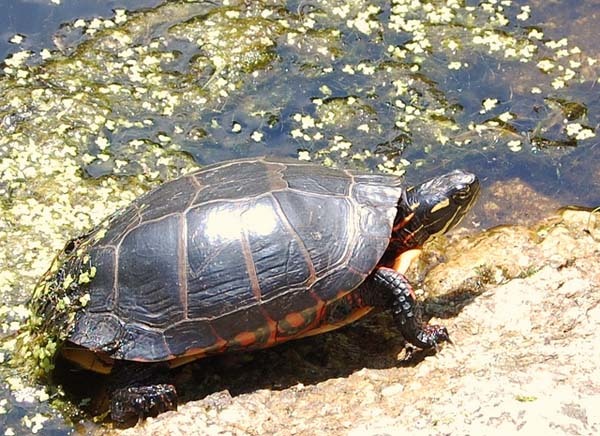 6.) Some turtle species can breathe through their butts (like the North American Eastern Painted Turtle).