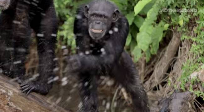 One chimp was still not buying into it, splashing water at the host and the camera men.