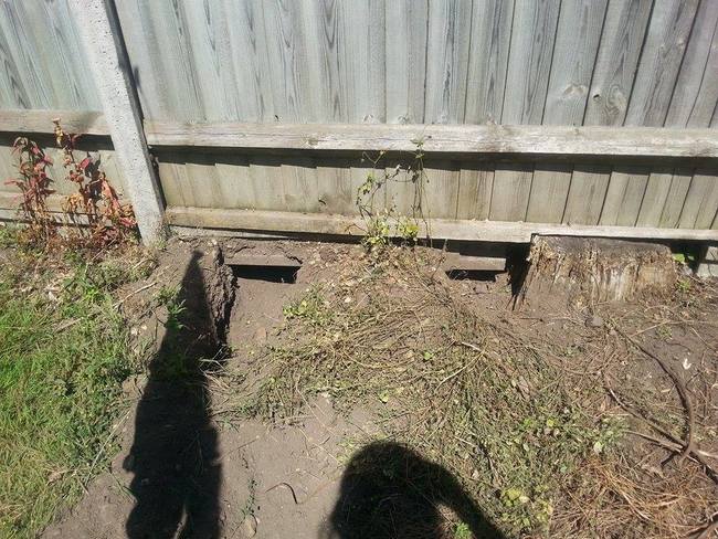 First the owners discovered two holes dug under their fence...