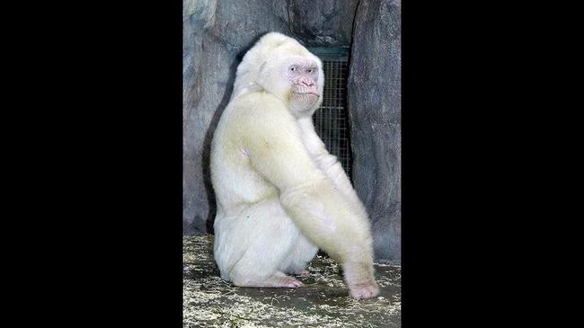 12.) Albino gorilla.