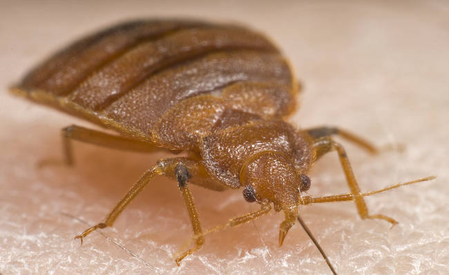 Bed bugs are smart. They know to hide during the day and can tell when you're sleeping by the carbon dioxide you emit.