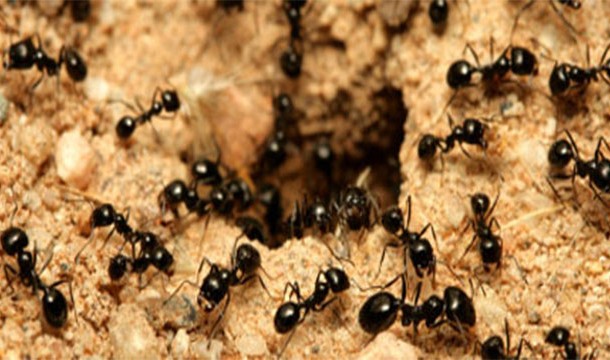 7.) For every human on Earth there are 1.6 million ants.