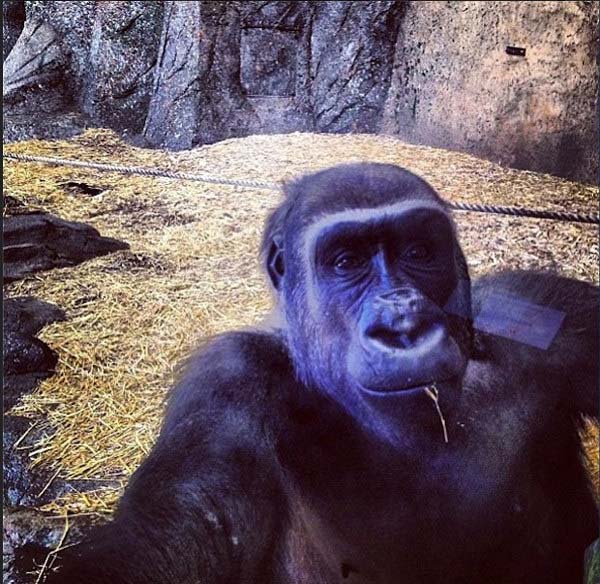 4.) Gorilla selfies? Inquisitive.