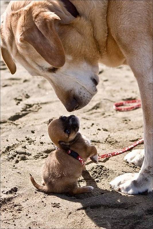 Eskimo kisses all around!