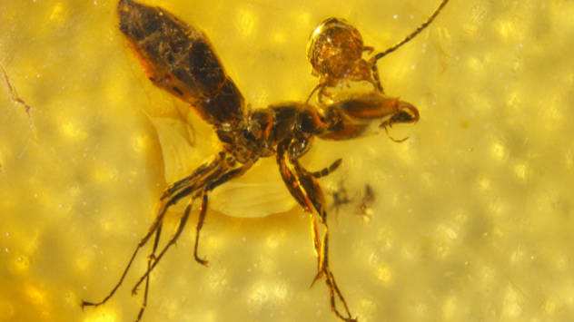 An Ant With A Parasite Mid Egg Laying In Its Head.