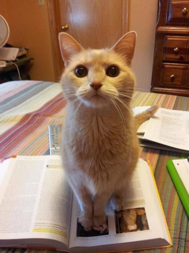 "Nope, haven't seen your textbook anywhere."