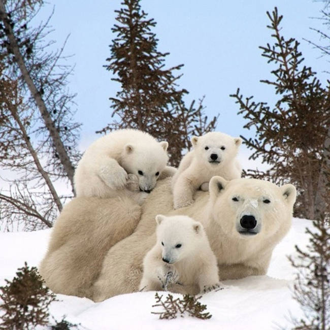 These snuggly snowballs.