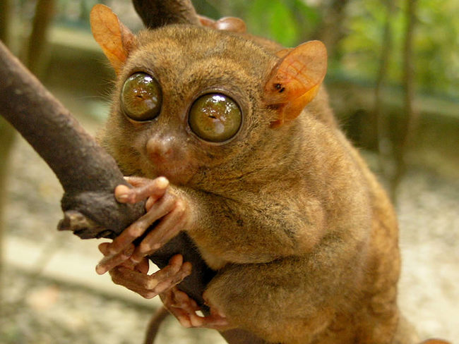 1. Tarsiers: this unusual looking fella is one of the world's smallest primates.