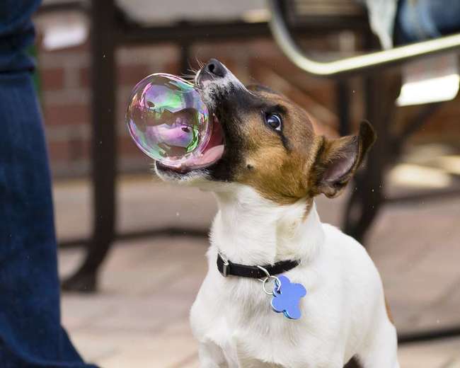 4. The dog looks hungry, but I'm sure their owner is feeding them plenty of bubbles back home.