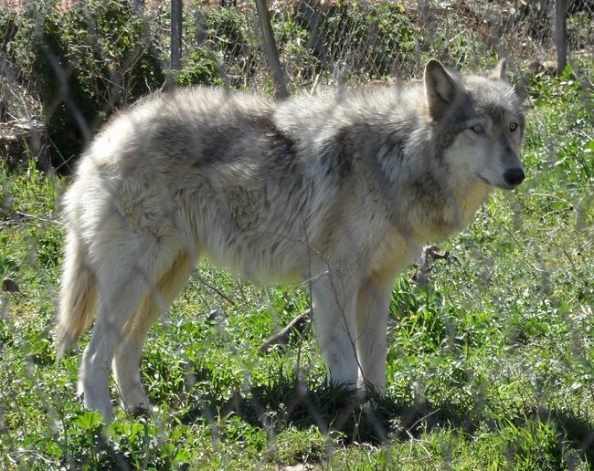 3.) You ever see Balto? Yup, wolf-dogs are real! And they are all voiced by Kevin Bacon (nope).