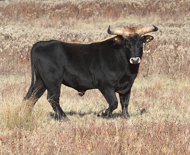 Although not as hung up on ethnic purity as the Nazis that raised them, the cattle would attack animals in their sightline without any prior display of threat.