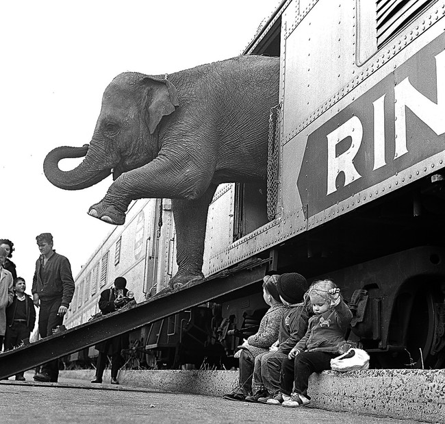 An elephant steps off a Ringling Brothers train car, 1963