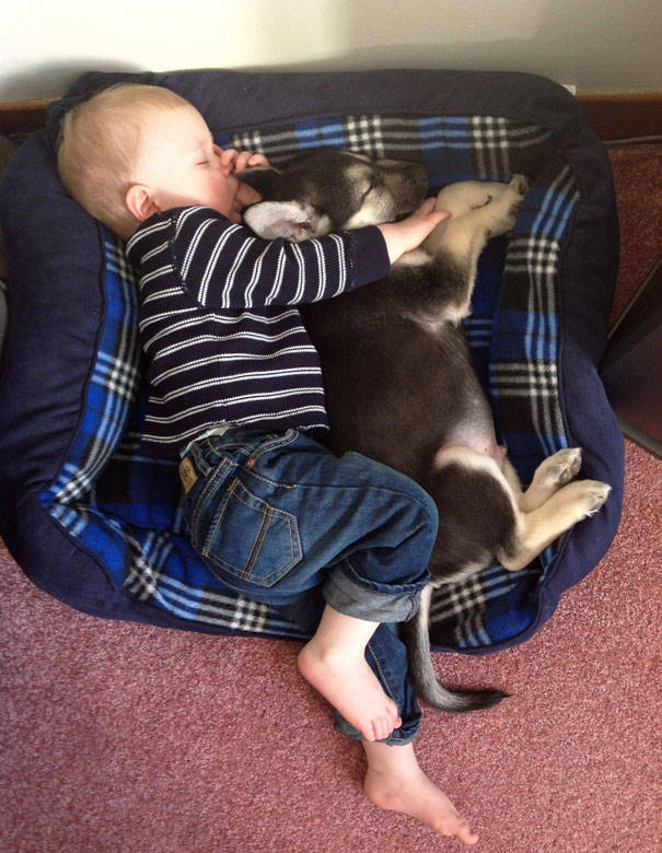 Dog beds are the perfect size for naps.