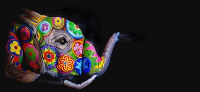 Colorful Elephant