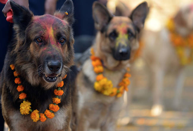 Known as Kukur Puja, the colorful festival also include vibrant powdered paint.