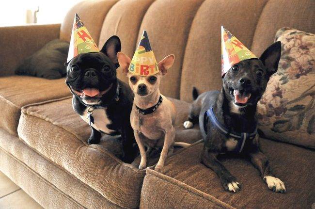 Ain't no party like a small dog party.